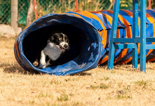 hondensport behendigheid agility