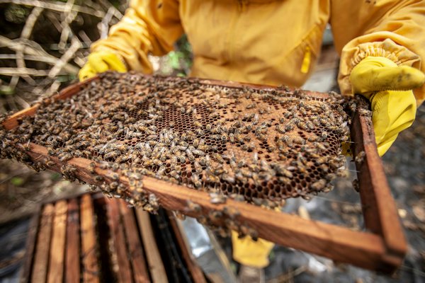 imker-honing-oogsten